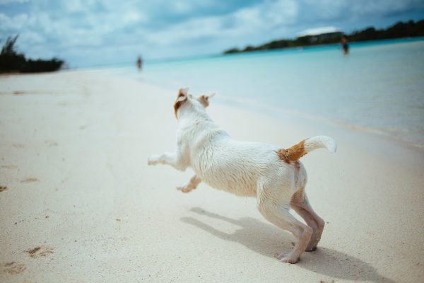 dog friendly beaches south africa